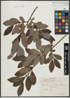 Foto von Salix appendiculata Vill.